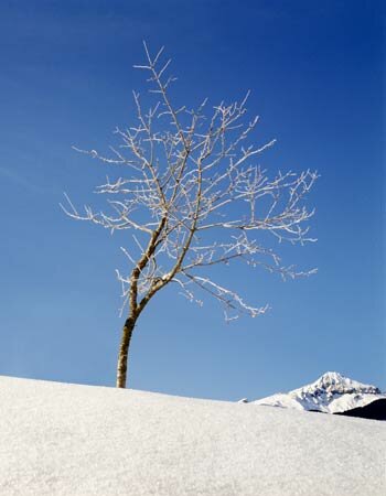 Lone tree in a wintery landscape. Photo: Marcus Ginns